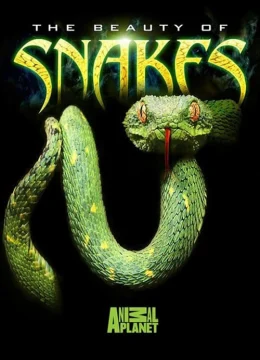 Xem Phim Nét đẹp của loài rắn Vietsub HD Online