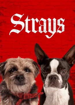 Những Chú Chó Bụi Đời