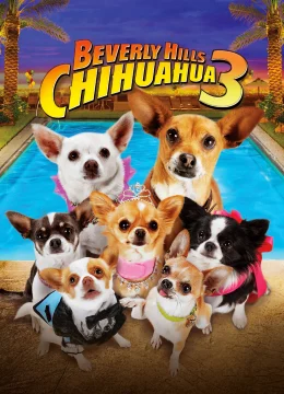 Những Chú Chó Chihuahua 3