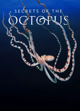 Xem Phim Secrets of the Octopus Vietsub HD Online