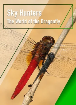 Xem Phim Sky Hunters – The World of Dragonfly Vietsub HD Online