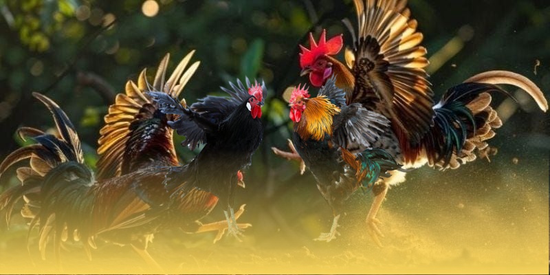 Hiểu rõ về nguyên tắc đá gà Thomo