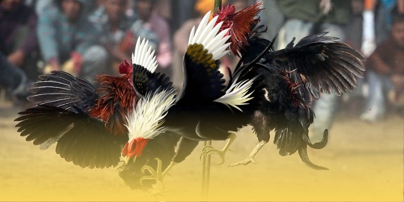 Quy trình huấn luyện đá gà Thomo