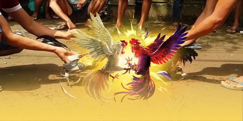 Mẹo nâng cao chiến thuật trong đá gà Thomo