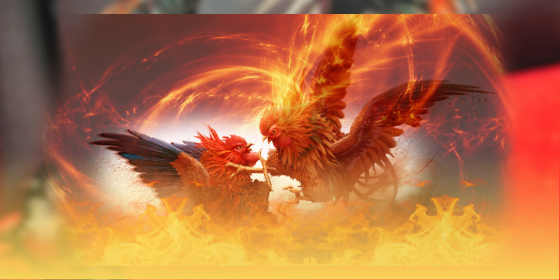 Các chiến kê và thể loại nổi bật cho tân binh tham gia